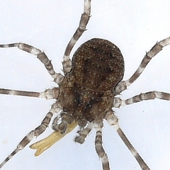 Oligolophinae