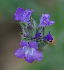 Verbena canescens
