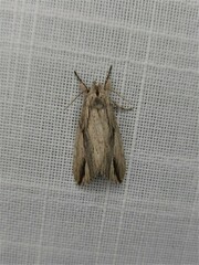 Ecnomodes sagittaria