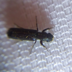 Bostrichidae