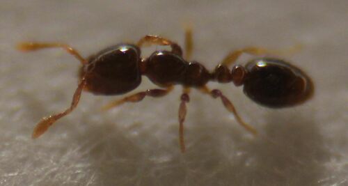 Solenopsis azteca · iNaturalist