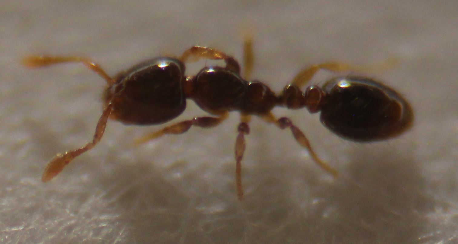Solenopsis azteca