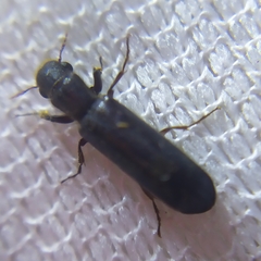 Bostrichidae