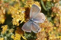 Echinargus isola