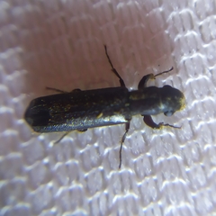 Bostrichidae