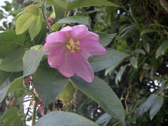 Passiflora tarminiana