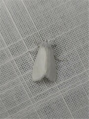 Tipanaea patulella