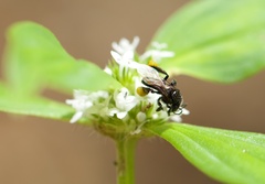 Frieseomelitta paupera
