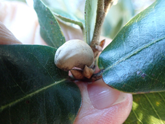 Heteroecus pacificus