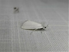 Tipanaea patulella