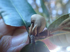 Heteroecus pacificus