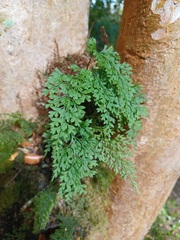 Asplenium dareoides