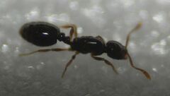 Solenopsis