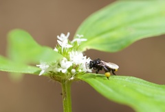 Frieseomelitta paupera