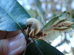 Heteroecus pacificus