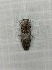 Cryptalaus prosectus