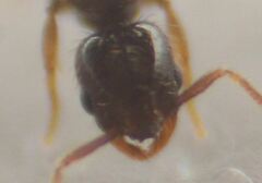 Solenopsis