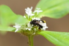 Frieseomelitta paupera