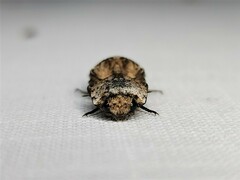 Cryptalaus prosectus