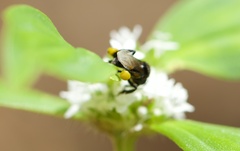 Frieseomelitta paupera