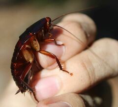 Eurycotis floridana