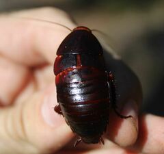 Eurycotis floridana