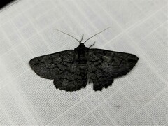 Melanodes anthracitaria