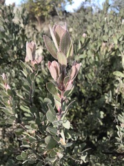 Arctostaphylos silvicola