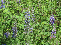 Lupinus latifolius
