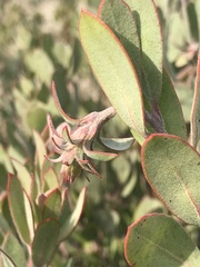 Arctostaphylos silvicola