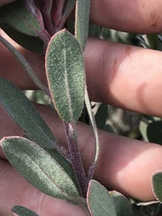 Arctostaphylos silvicola