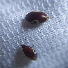 Chelonarium ornatum