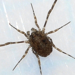 Odiellus