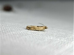 Crocidosema plebejana