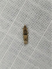 Crocidosema plebejana