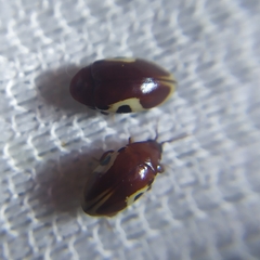 Chelonarium ornatum