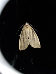 Lophocalama neuritis