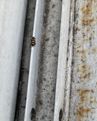 Eriopis serrai
