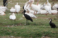 Anastomus lamelligerus