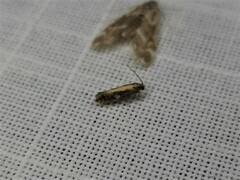 Monopis crocicapitella