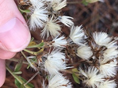 Sericocarpus tortifolius