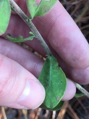 Sericocarpus tortifolius