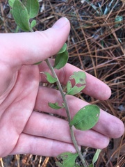 Sericocarpus tortifolius