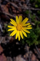 Ursinia dentata