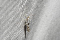 Argyresthia oreasella
