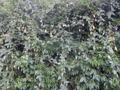 Passiflora tarminiana