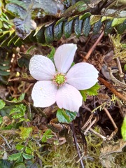 Rubus radicans