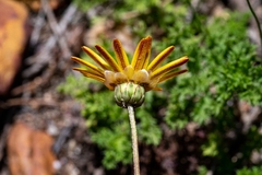 Ursinia dentata