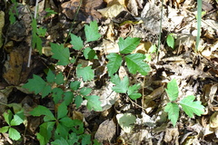 Toxicodendron pubescens