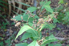 Verbesina virginica